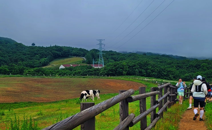 Scenery of the Spindle Trail Run(20km) #7
