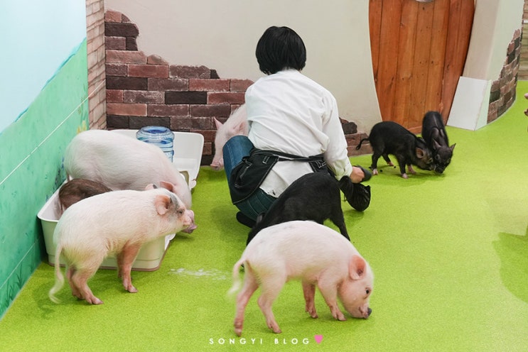 후쿠오카 텐진 아이와 가볼만한곳 미피그 Minipig 돼지카페 실내 데이....