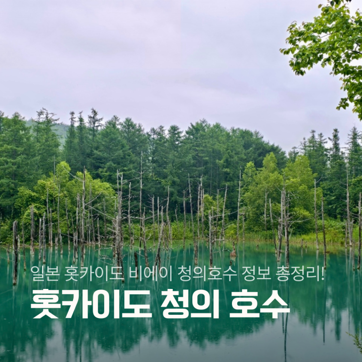 일본 홋카이도 비에이 여행 명소 청의호수(아오이케) 정보 총정리