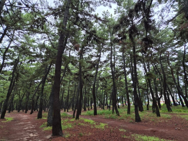 강릉 강문해변 산책 솔향힐링해변길｜솟대공원부터 솔향해변길까....