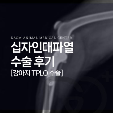 청주 봉명동 동물병원 강아지 전십자인대단열 교정 수술 후기