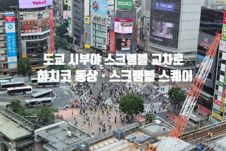 도쿄 시부야 스크램블 교차로부터 하치코 동상, 시부야 스크램블 스....