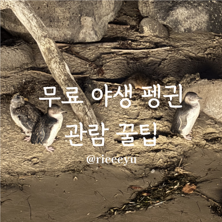[호주/멜버른 여행] 세인트킬다비치 무료 야생펭귄 예약 없이 관람 ....