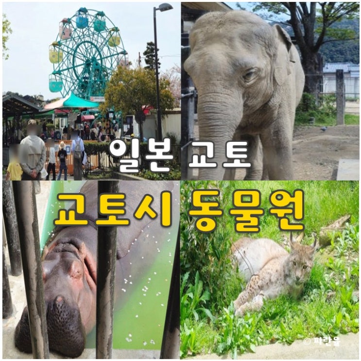 교토시 동물원 아이와 가볼 만한 곳 오사카 근교 여행