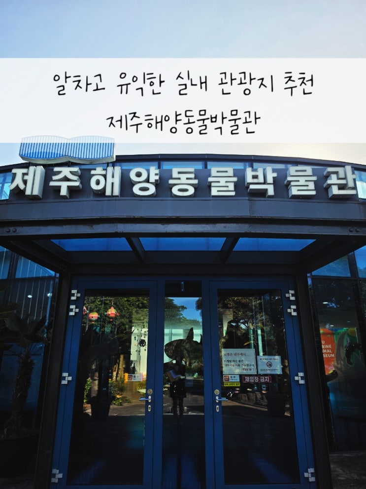 제주해양동물박물관 성산 근처 아이와 함께 가볼만한 유익한 실내 ....