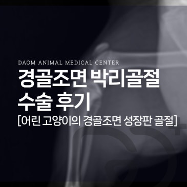 청주 고양이 병원 어린 고양이 경골조면 박리골절/성장판 골절 수술 후기