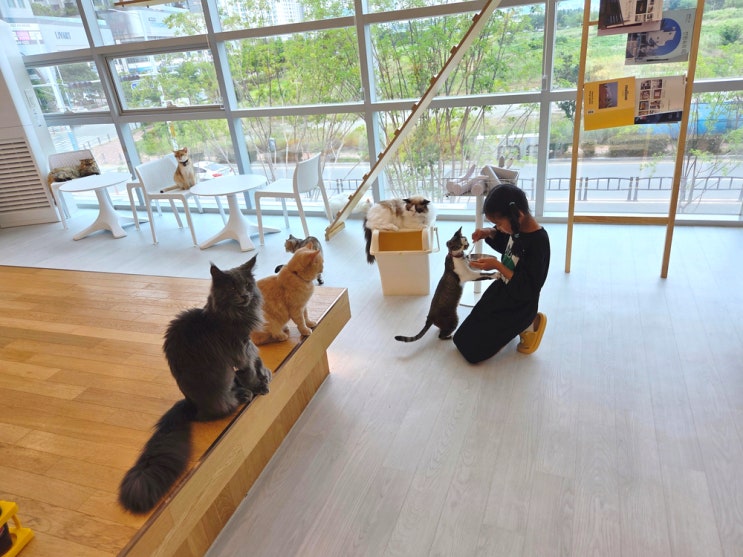 부산 명지 고양이카페 캣플헤븐 고양이 좋아하는 아이와 가볼만한 ....