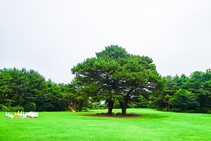 [제주] 상효원(上孝園), 자생식물의 보고 곶자왈에 KC코트렐 이달우....
