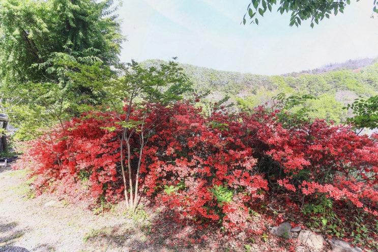 청송닭불백숙 원조신촌식당, 예약으로 가족 저녁 완성