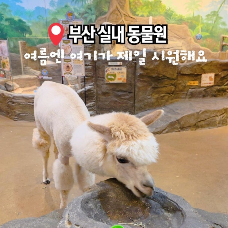 부산 아이와 가볼만한곳 실내 동물원 데이트 추천