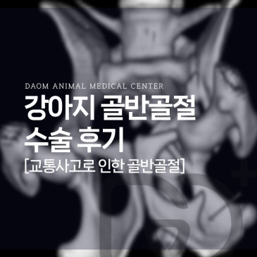 청주 송절동 동물병원 강아지 교통사고 골반 골절 수술 후기