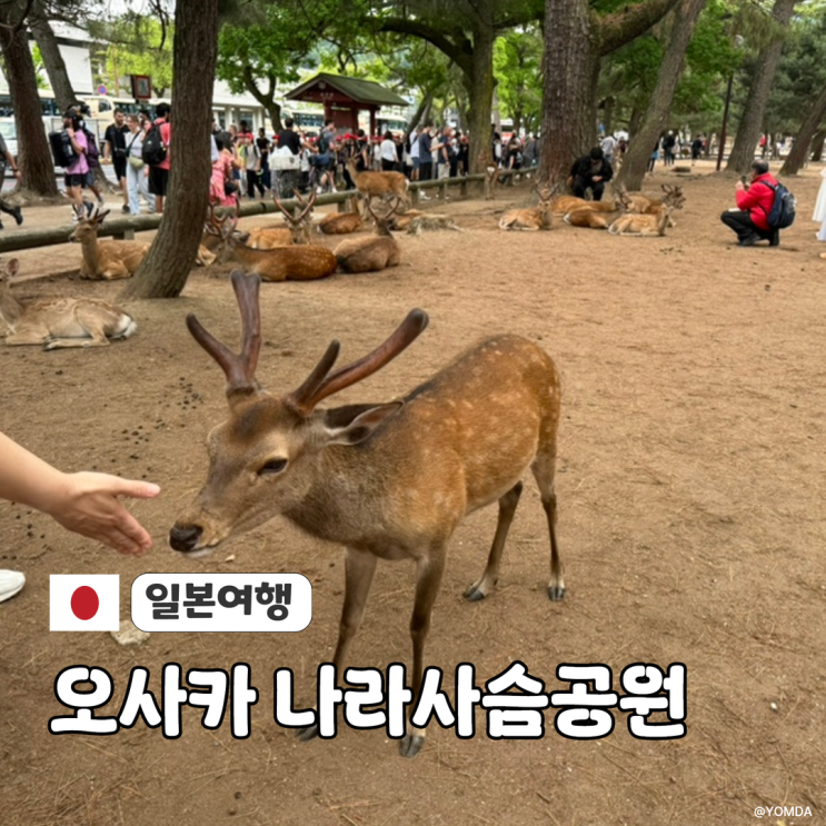 오사카 나라공원 코스추천｜사슴공원 가는방법 후기
