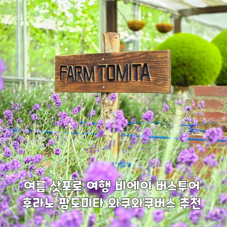 여름 삿포로 여행 비에이 버스투어 후라노 팜도미타 와쿠와쿠버스 ....