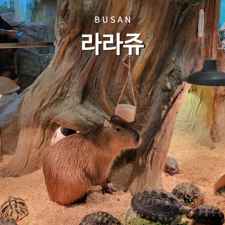 부산 명지 실내 동물원 라라쥬 아이와 가볼만한곳 먹이 체험 가능