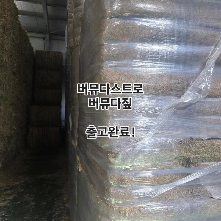 버뮤다짚 출고완료 ! 썸네일