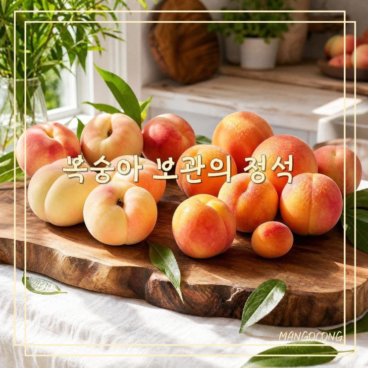 복숭아 보관법, 후숙법부터 냉장보관까지 오래 맛있게 먹는 방법