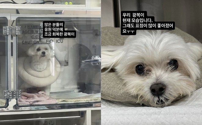 박성광 반려견 광복이 입원…"심장병 강아지 두 마리" 이솔이 고백....
