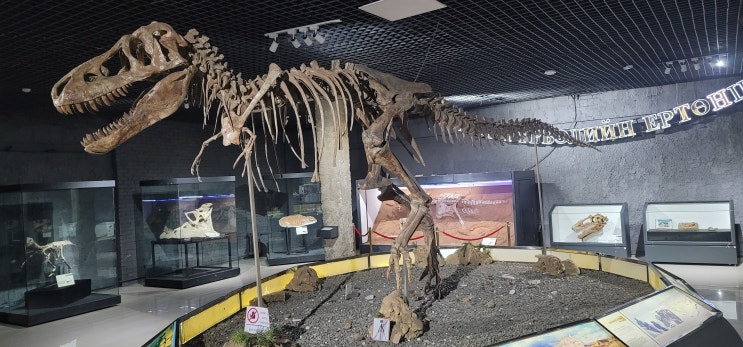 몽골 중앙 공룡 박물관 — 경매장에 팔렸던 공룡이 고향으로 돌아왔....