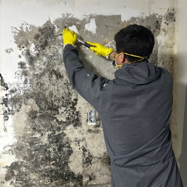 결로로 젖은 벽지ㅣ벗겨보니 더 심했던 벽지 내부 곰팡이 제거 현장
