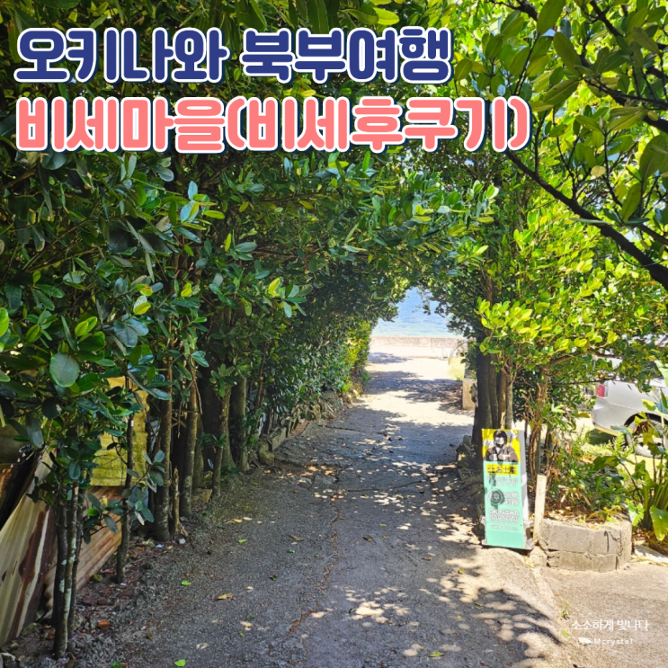 비세마을 후쿠기 가로수길 그리고 카페 차하야불란
