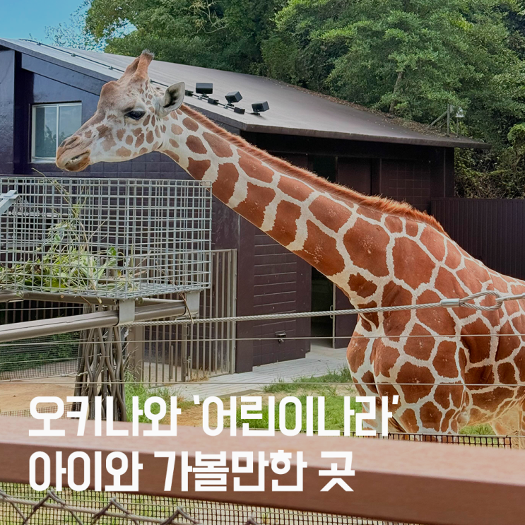 오키나와 어린이나라 후기｜아이와 가기 좋은 동물원 + 먹이주기 체....