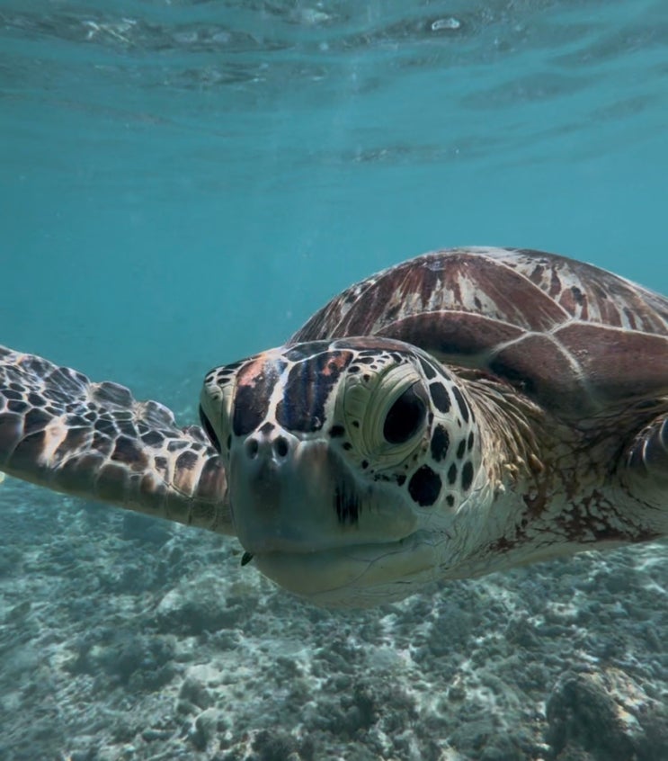 [발리 여행] 발리 빠당바이에서 길리 가는 방법