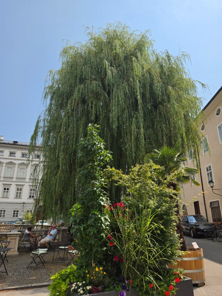 260731 잘츠부르크 (Zwettler's Wirtshaus - 카페 자허 Café Sacher Salzburg)