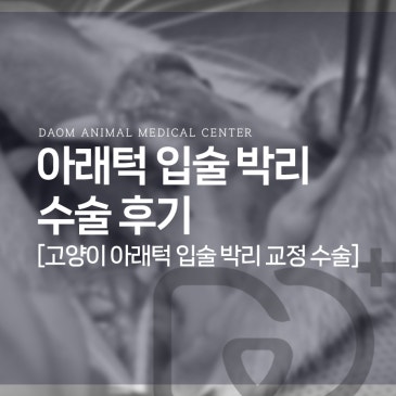 청주 문암동 동물병원 고양이 아래턱 입술 박리 교정 수술 후기