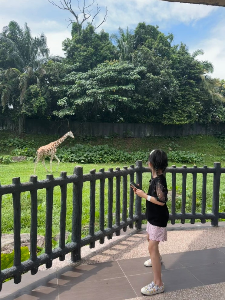 아이랑 4박5일 쿠알라룸푸르 여행 # DAY 4 & 5 - 네가라 동물원(Zoo Negara)....