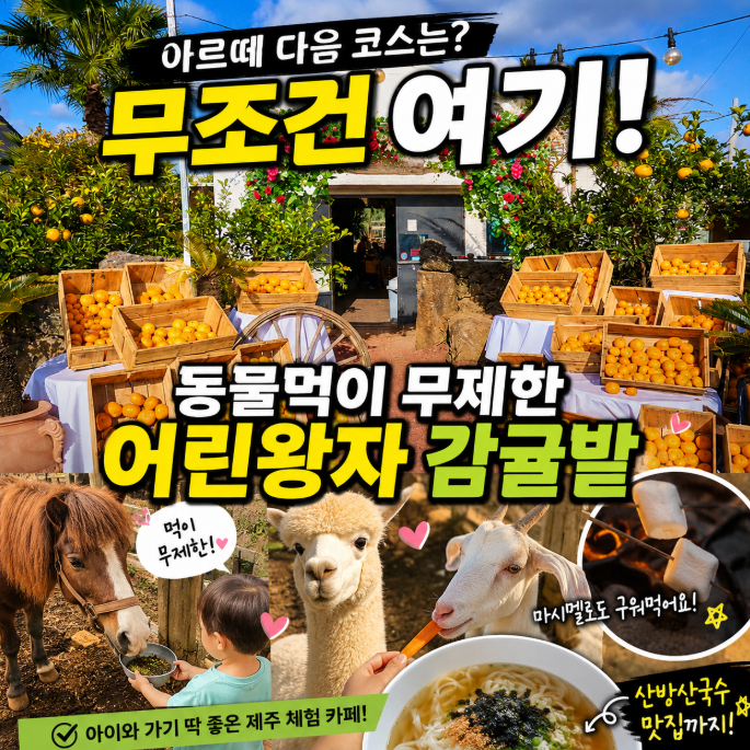 제주 아르떼뮤지엄 다음 코스 추천! 어린왕자감귤밭 + 산방산 국수 ....