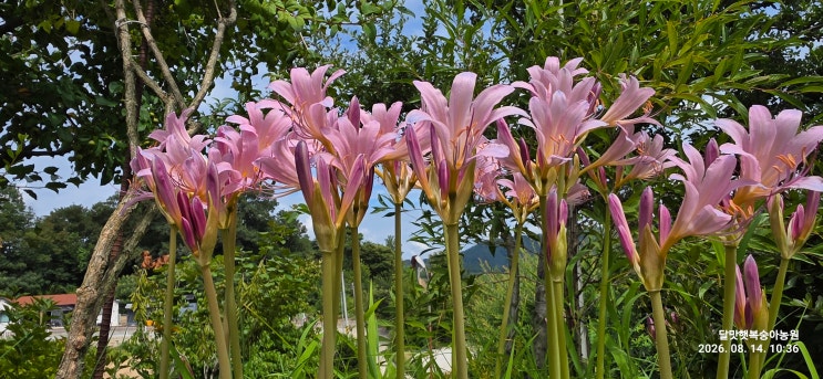 링크 미리보기