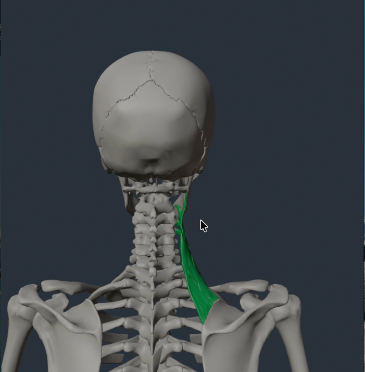 [3D 뉴만 기능해부학] 어깨올림근(견갑거근 = Levator Scapulae)의 모든 것 : 네이버 블로그
