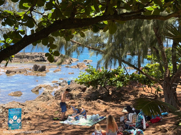 [Shark’s cove] hawaii 샥스코브 스노클링 후기