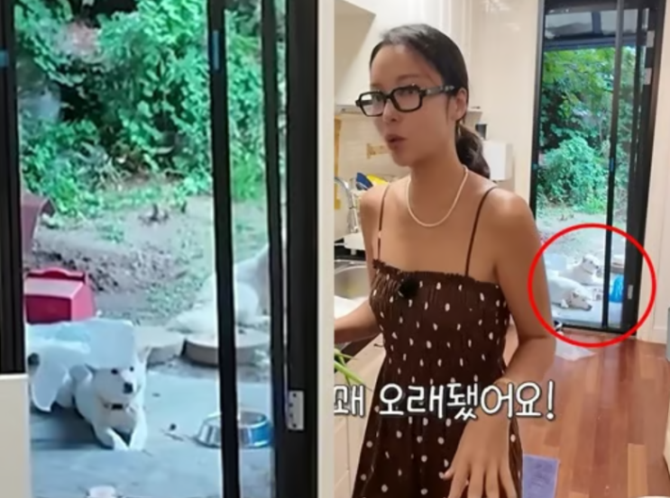 황정음 "또 논란 터졌다" 폭염 속 반려견 마당 생활 두고 댓글은 오히려 뒤집혔다