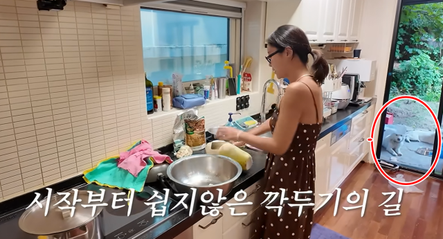 황정음 반려견 마당 방치 논란…폭염 속 영상 한 장면이 남긴 진짜 쟁점
