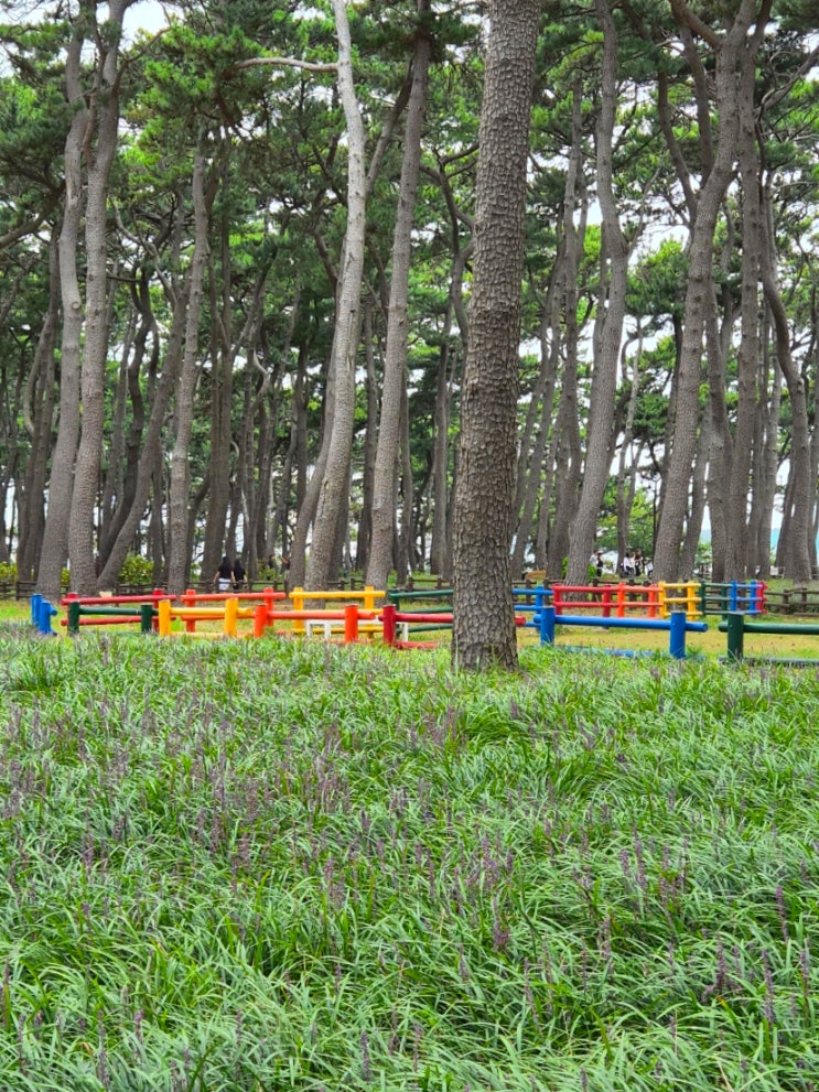 부산 근교 지금 어디 갈까? 울산 대왕암공원 맥문동 실시간 출렁다....