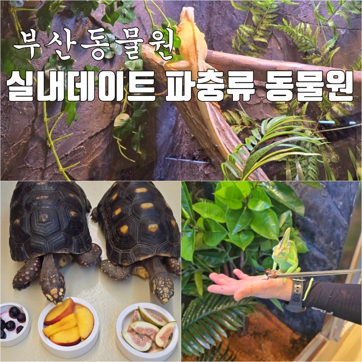 부산 이색 데이트 리월 파충류 동물원 명지 실내 아이랑 갈만한곳