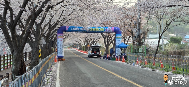 대청호 벚꽃길 마라톤 하프마라톤 완주 후기