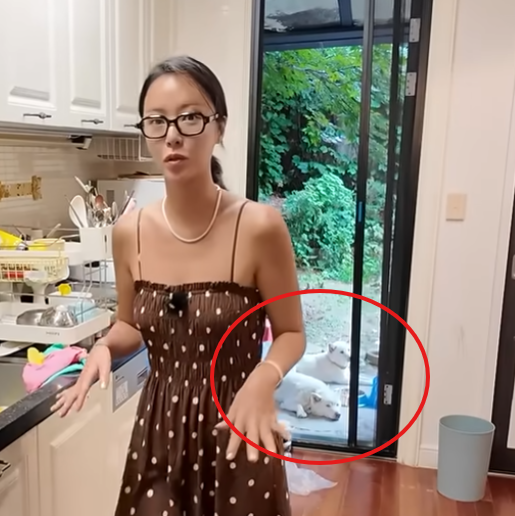 "이 더운날 마당에?" 황정음 반려견 방치 동물학대 논란