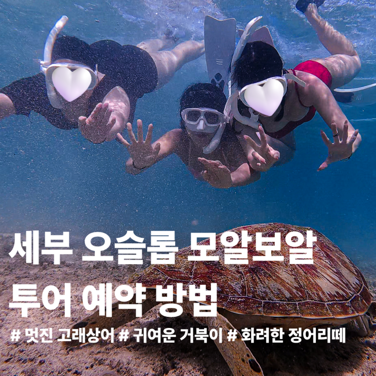 세부 오슬롭 고래상어 투말록폭포 모알보알 정어리 거북이 세부 투....