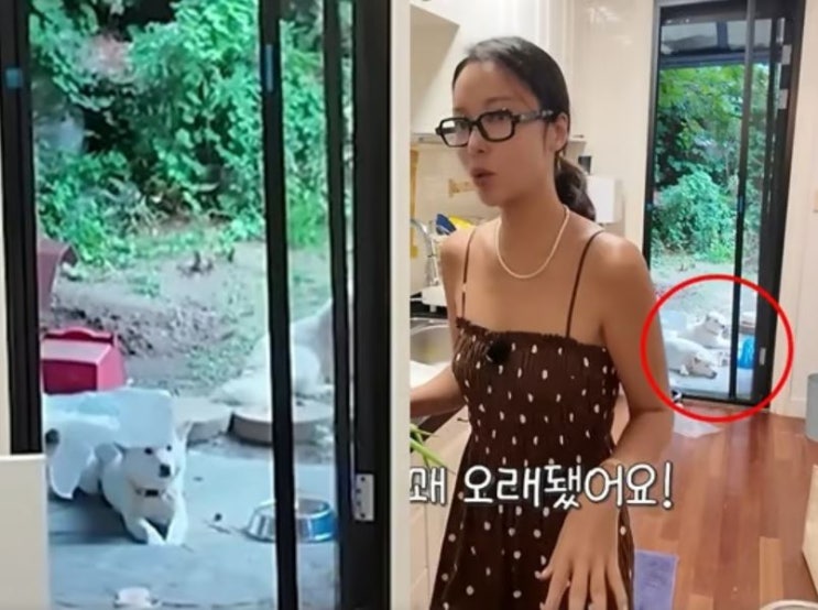 황정음 반려견 학대 논란? 폭염 속 마당 강아지 무슨 일 있었나?
