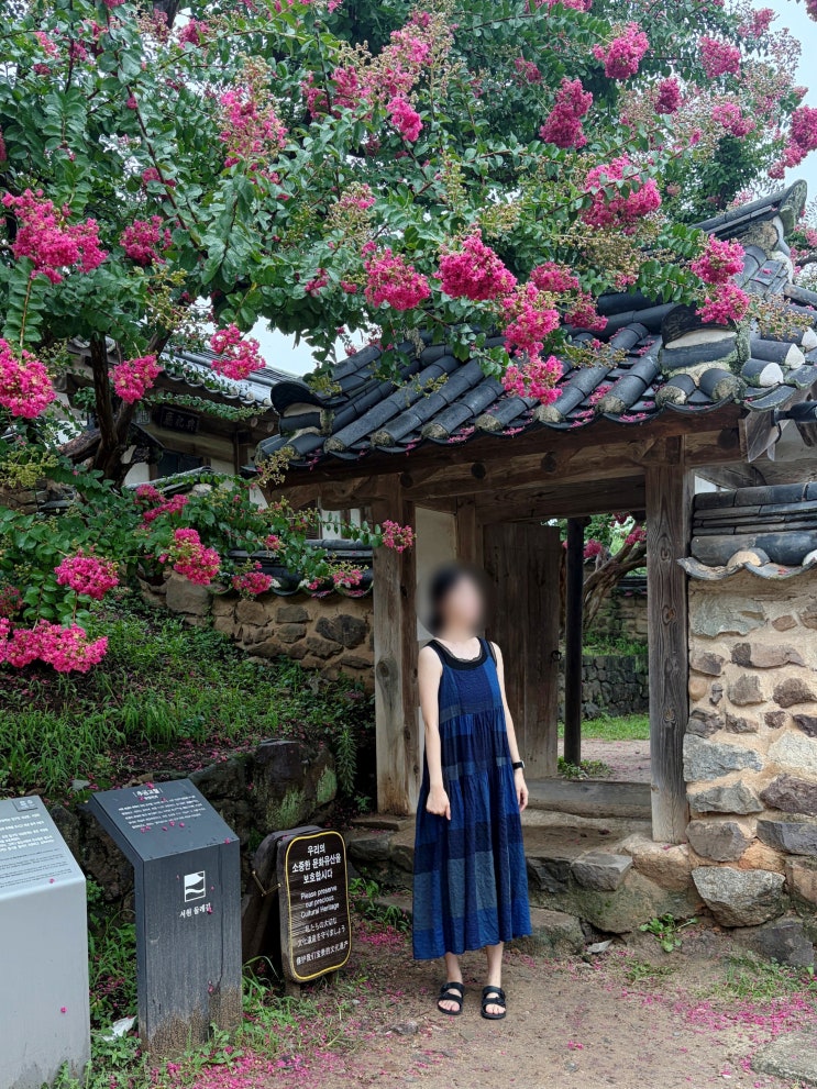 유네스코 세계유산, 배롱나무 꽃이 만발한 안동 병산서원 후기 (입....