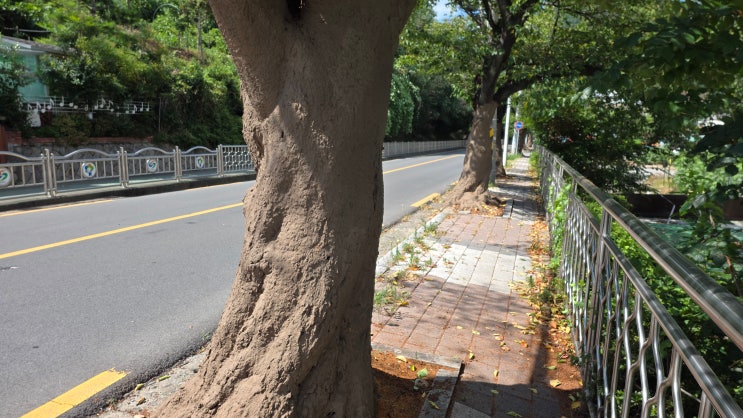 수목보호제 '황토약손' 시공 사례 : 네이버 블로그