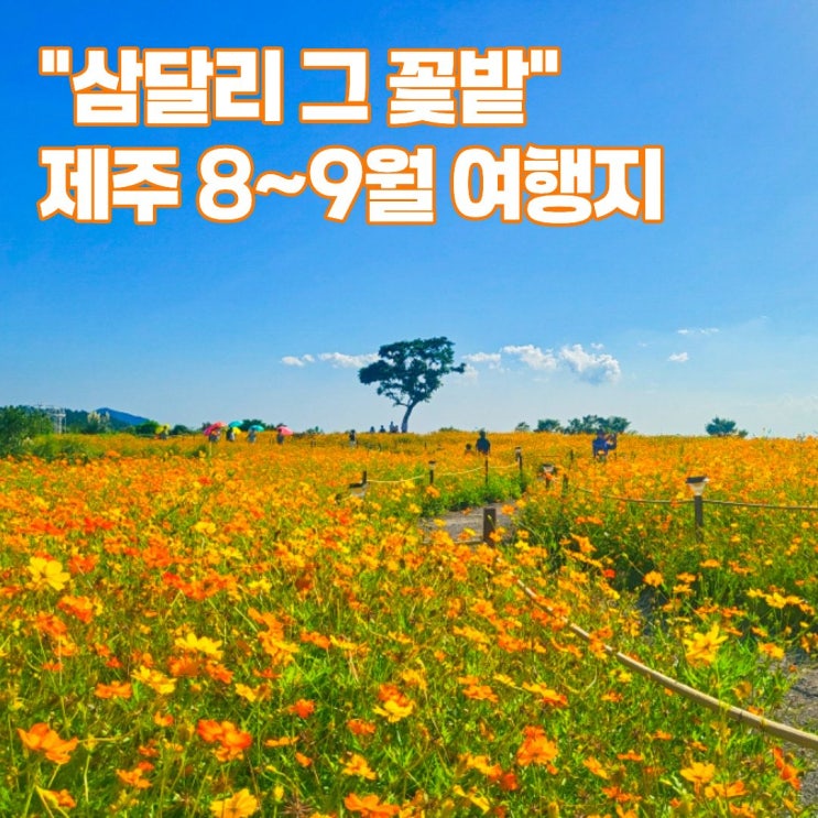 제주신화월드 신화가든 황화코스모스 만개, 웰컴투 삼달리 촬영지 ....
