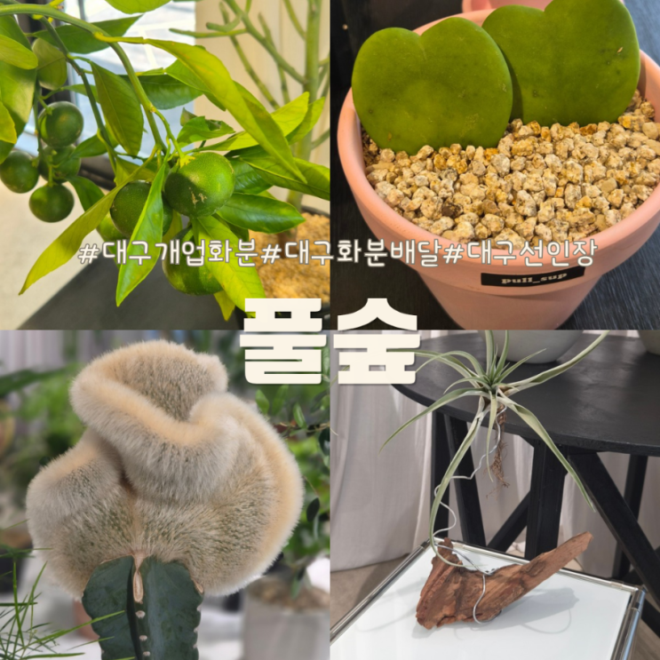 대구개업화분 대구화분배달 대구선인장까지 다양한 수성구 '풀숲' : 네이버 블로그