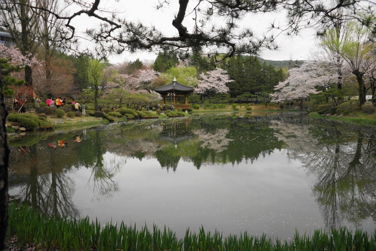〔경주시〕 보문정(普門亭) 벚꽃(2)