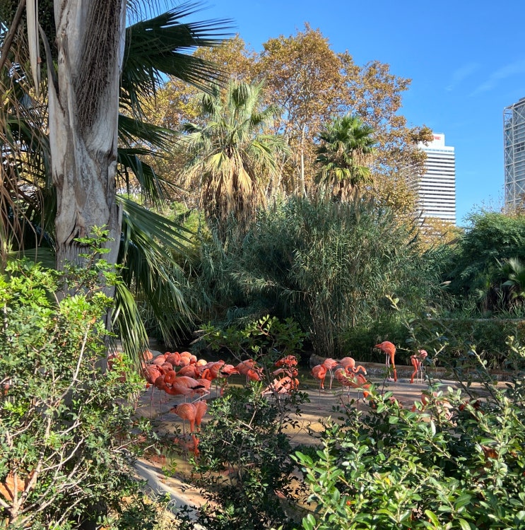 바르셀로나 동물원 Barcelona Zoo 입장료 굿즈 후기