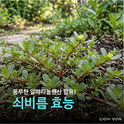 식물성 오메가3의 보고, 쇠비름 효능 부작용 영양성분 먹는법