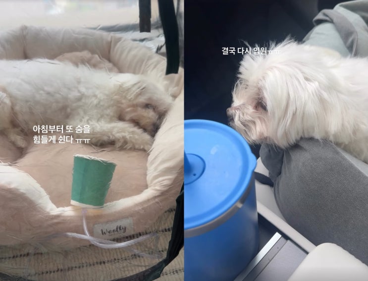 "아침부터 숨 힘들게 쉬어"…박성광, '심장병 진단' 12살 반려견 광복....