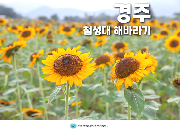 경주 가볼만한곳 첨성대 해바라기 명소 8/26
